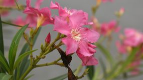 Oleander
