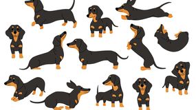 Zagadka IQ z jamnikami