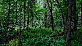 Bliżyńskie Lasy Naturalne 