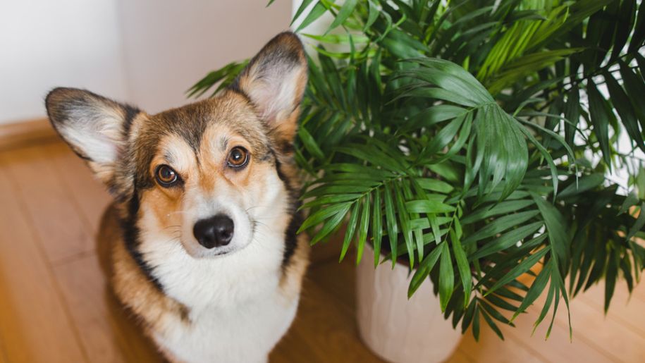 5 roślin niebezpiecznych dla psów. Lepiej pozbądź się ich z domu