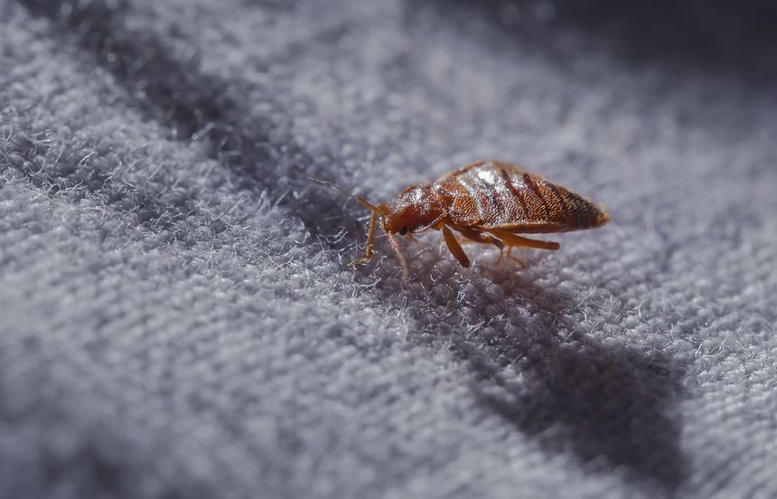 Skąd się biorą pluskwy i jak się ich pozbyć?