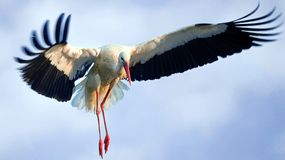 Które ptaki odlatują na zimę z Polski? 100% dla mistrzów [QUIZ]