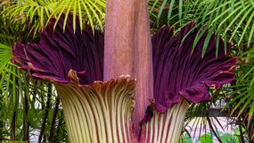 Dziwidło olbrzymie to jedna z najdziwniejszych roślin na świecie