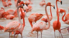 Dlaczego flamingi są różowe? 