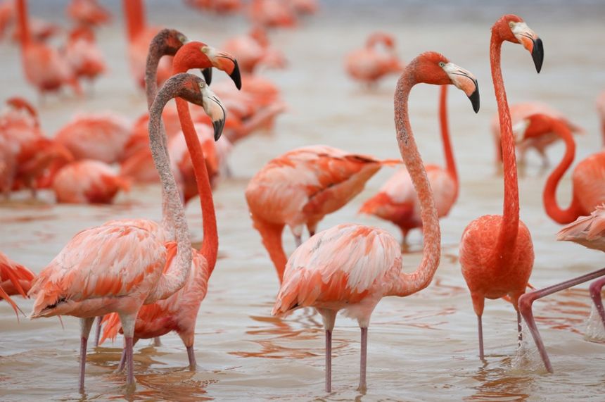 Dlaczego flamingi są różowe? 