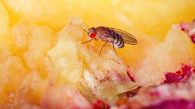 Muszki owocówki – jak się ich pozbyć domowymi sposobami? 