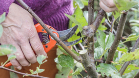 Jakie rośliny przyciąć w lutym i marcu?