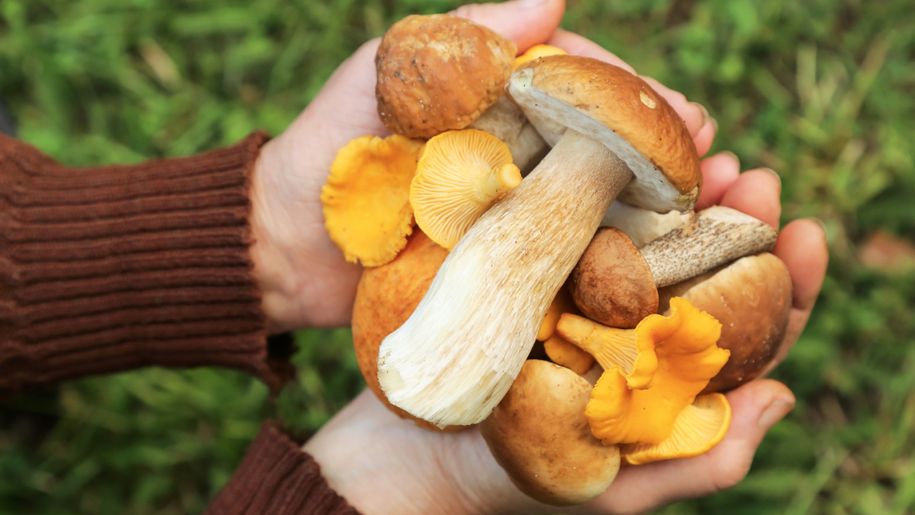 10 zasad bezpiecznego grzybobrania