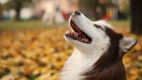 Najładniejsze rasy psów