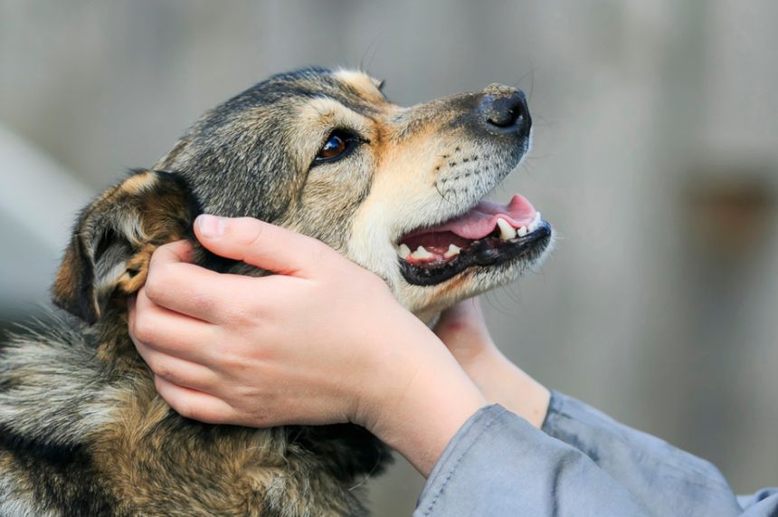 Jak bezpiecznie witać się z psem? 