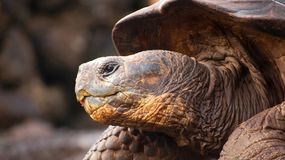 Quiz. To ssak, gad czy płaz? Co najmniej 8 punktów to obowiązek