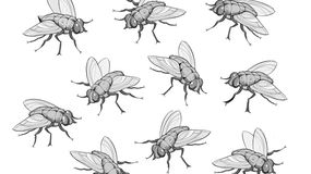 Zagadka obrazkowa IQ z muchami