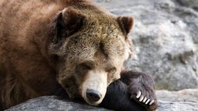 Czy wiesz, które zwierzęta zapadają w sen zimowy? [QUIZ]