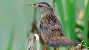 Świerszczak melodyjny znów w Polsce. Ostatni raz był tu w 1989 roku