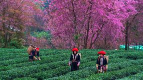 Herbata oolong poprawia pamięć i koncentrację
