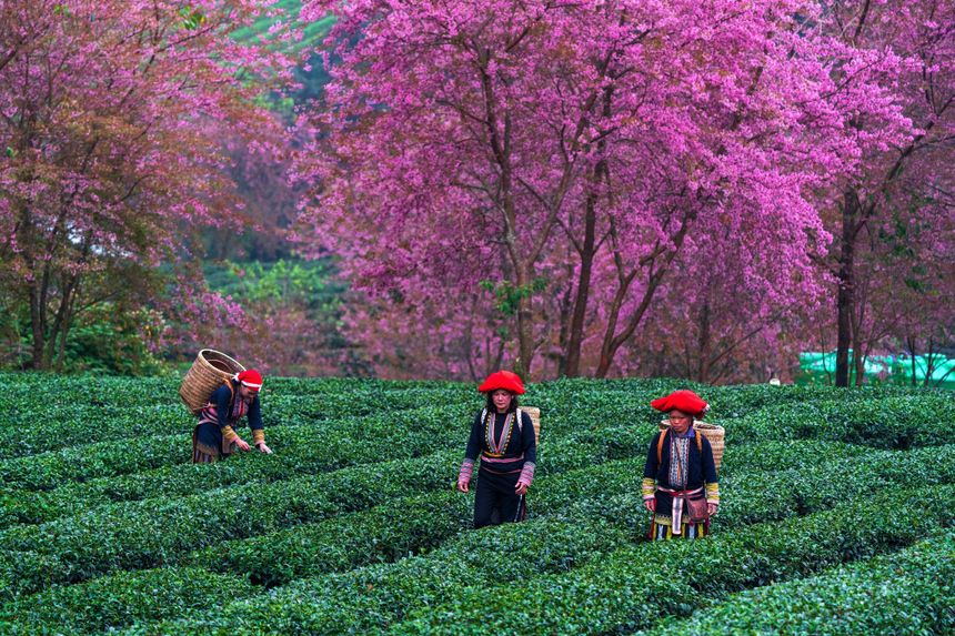 Herbata oolong poprawia pamięć i koncentrację