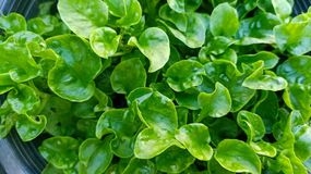 Rukiew wodna to najzdrowsze warzywo świata. Wielu Polaków nie jadło