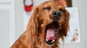 Co to znaczy, gdy pies ziewa? Dorota Sumińska wskazuje na 2 rzeczy