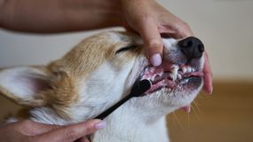 Czy myć psom i kotom zęby? Dorota Sumińska wyjaśnia raz na zawsze