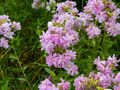 Mydlnica lekarska (Saponaria officinalis L.) 