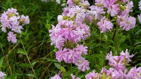 Mydlnica lekarska (Saponaria officinalis L.) 