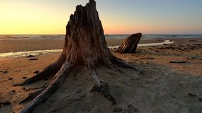 Zatopiony las w Czołpinie