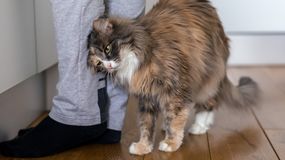 Dlaczego kot ociera się o nogi? Dorota Sumińska wskazuje powód