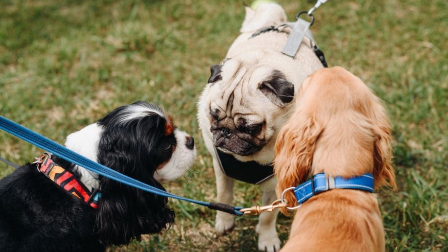Lepsze szelki czy obroża dla psa? Krzysztof Tatar jasno wyjaśnia
