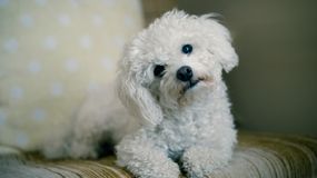 Dlaczego psy przechylają głowę, gdy do nich mówimy? Sumińska wie