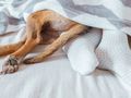 Dlaczego pies śpi w twoich nogach? Behawiorystka wskazuje 4 powody