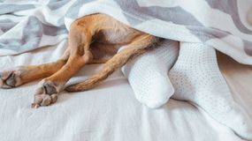 Dlaczego pies śpi w twoich nogach? Behawiorystka wskazuje 4 powody