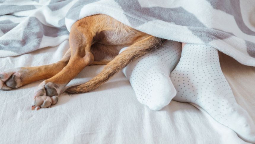 Dlaczego pies śpi w twoich nogach? Behawiorystka wskazuje 4 powody