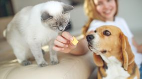 Czego nie mogą jeść psy i koty? Dorota Sumińska wymienia