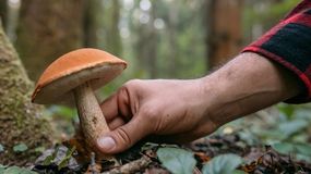 Jak sprawdzić, czy grzyb jest zdrowy? Wystarczy ta prosta sztuczka