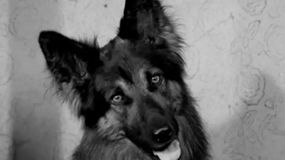 "Przygody psa Cywila"