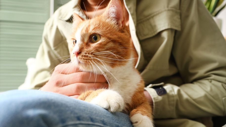 Czy koty wyczuwają choroby? Dorota Sumińska jasno wyjaśnia