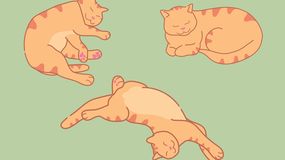 Psychotest z kotami. Jaką wybierasz pozycję?