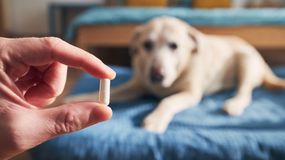 Czy można dać psu paracetamol? Dorota Sumińska mówi wprost