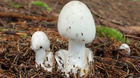 Grzybiarze mylą muchomora z pieczarką. Pomyłka jest groźna