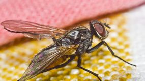 Jak odstraszyć muchy z domu? Poznaj sprawdzone i skuteczne metody