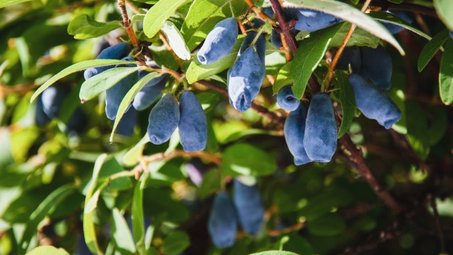 Jagoda kamczacka to "owoc wiecznej młodości". Polacy rzadko jedzą