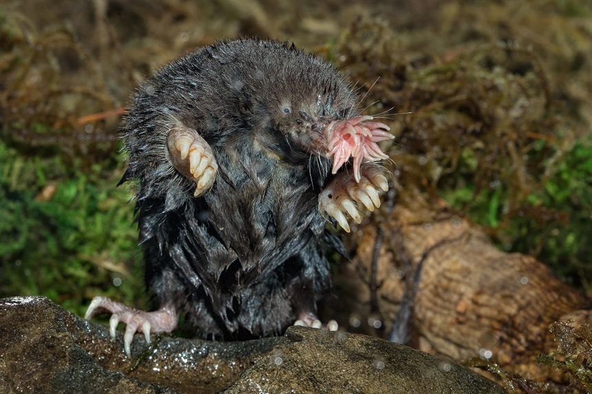 Gwiazdonos palczasty