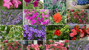 Quiz. Czy rozpoznasz kwiaty balkonowe na zdjęciach?