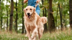 Chodzisz z psem na spacery do lasu? O tym musisz pamiętać