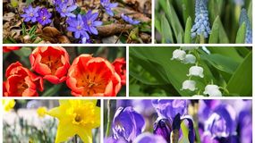 Wiosenne kwiaty. Quiz