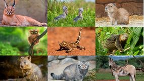 Zwierzęta o dziwnych nazwach