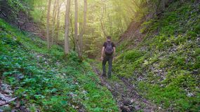 Mężczyzna na szlaku w Puszczy Białowieskiej