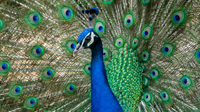 Przysłowia o zwierzętach