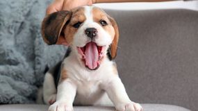 Szczeniak leży na kanapie