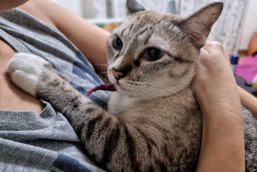 Kocie ugniatanie - co to znaczy?